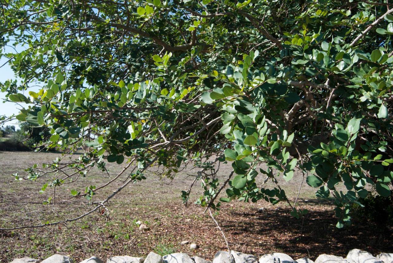 Agriturismo Al Casale Donnafugata Εξωτερικό φωτογραφία