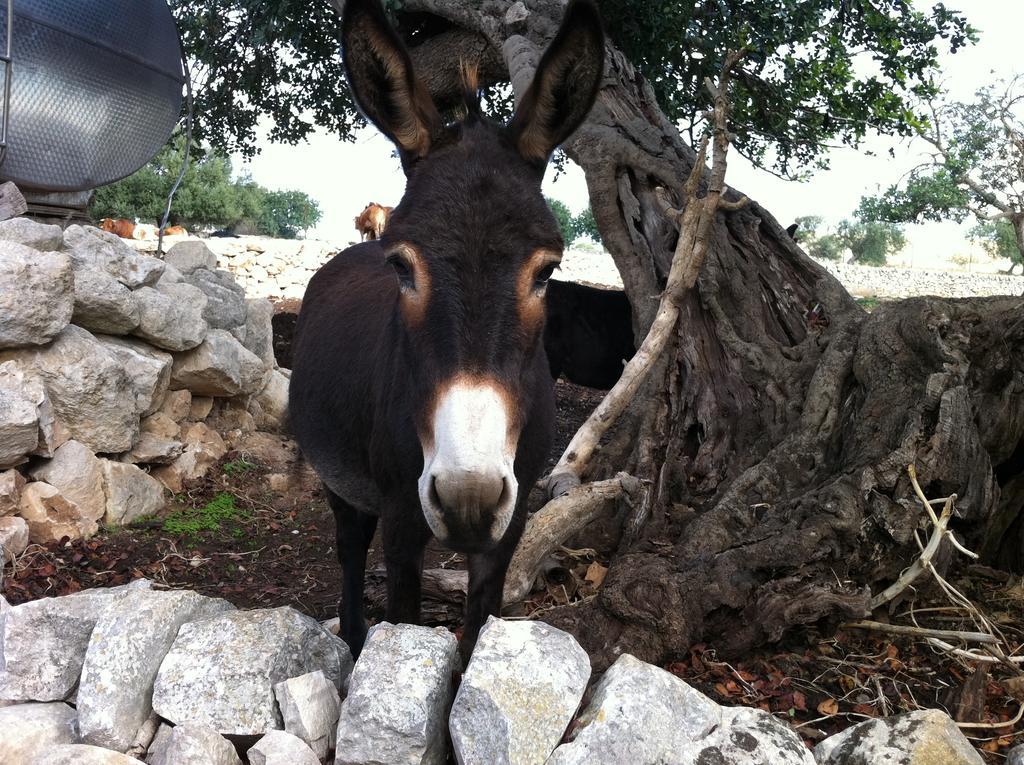 Agriturismo Al Casale Donnafugata Εξωτερικό φωτογραφία